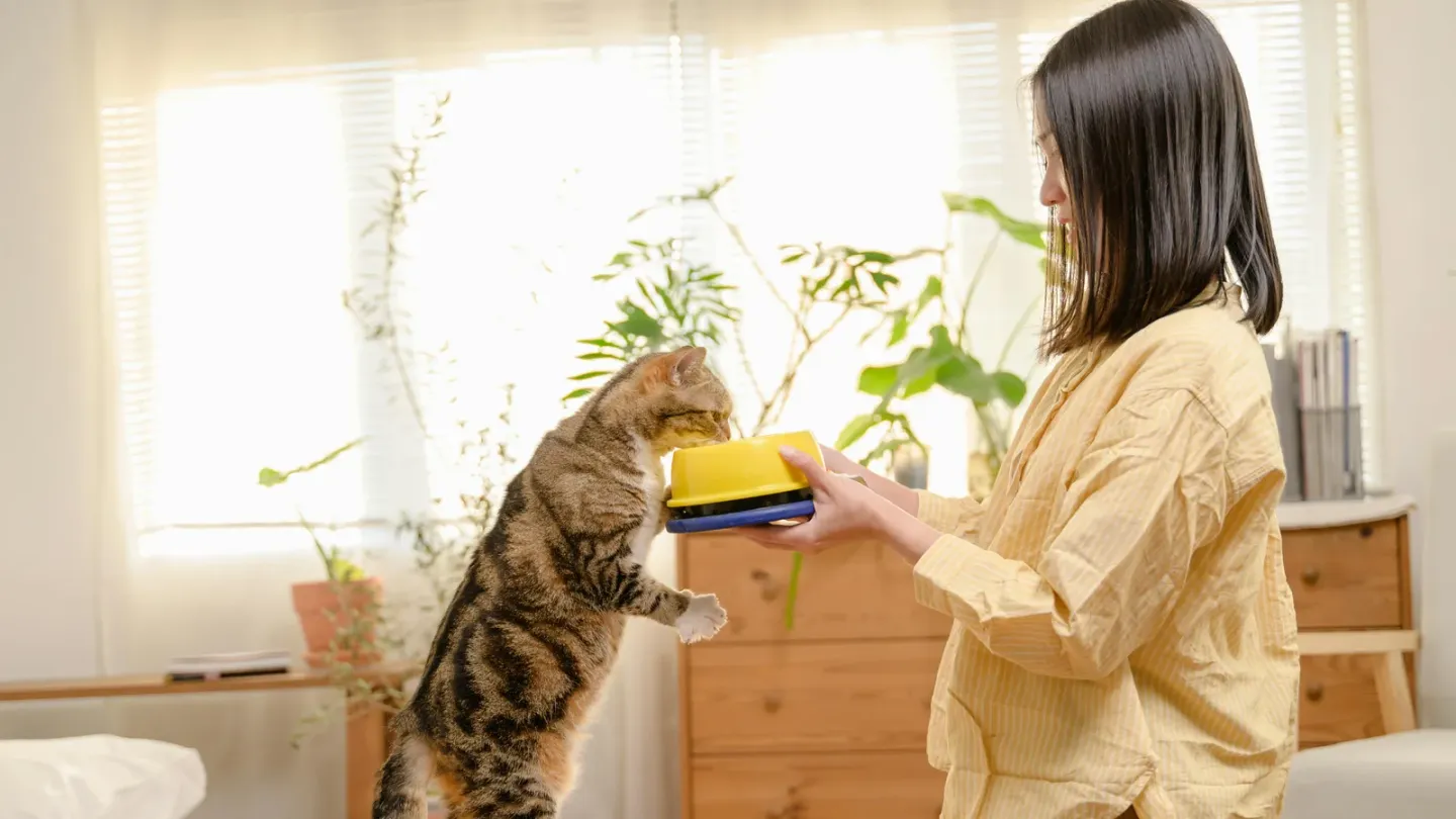 カナガンとアランズを比較|無添加キャットフード