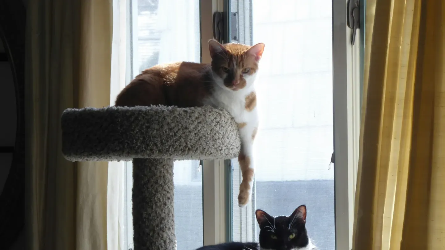 猫が本当に使うキャットタワーの選び方。高さと素材のポイント