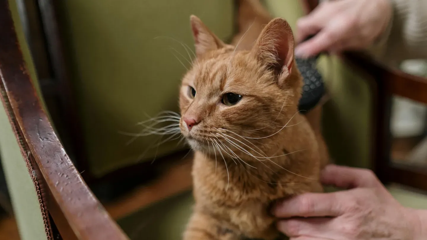 猫のブラッシングに使えるグッズ選び。抜け毛対策と毛玉予防のコツ