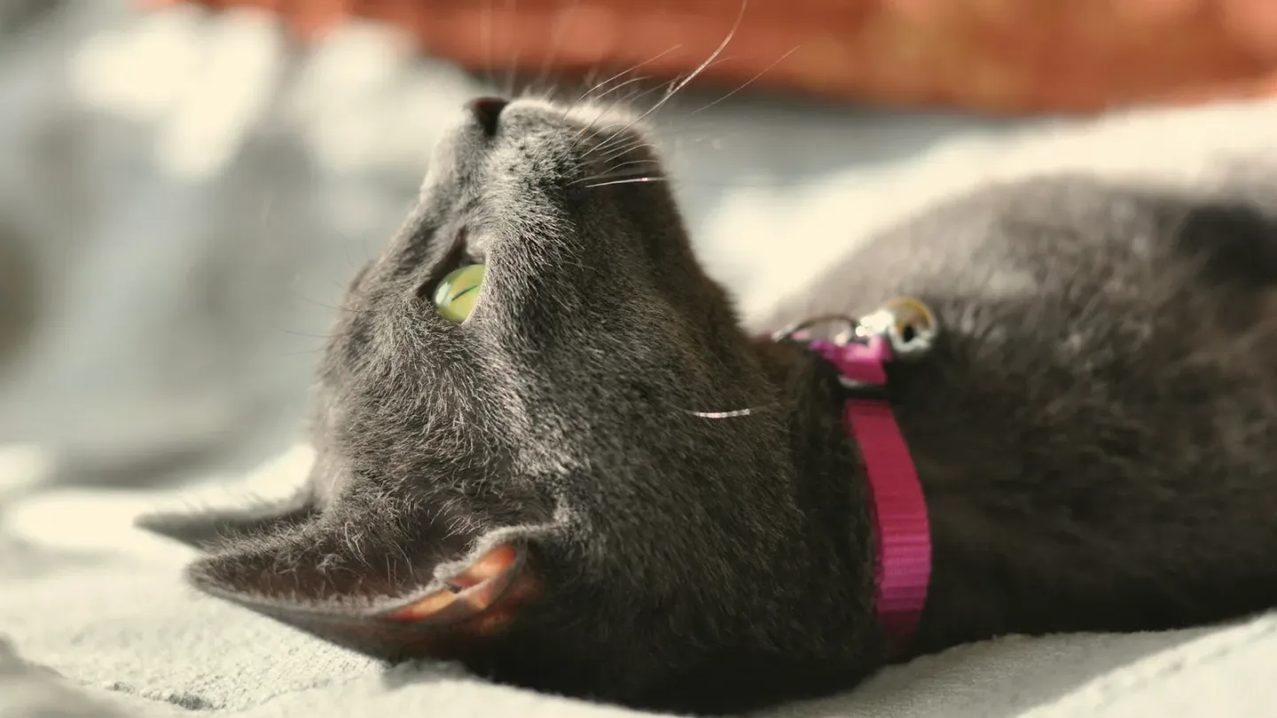 猫を初めて迎えるときに揃えるもの。本当に必要なグッズだけを紹介
