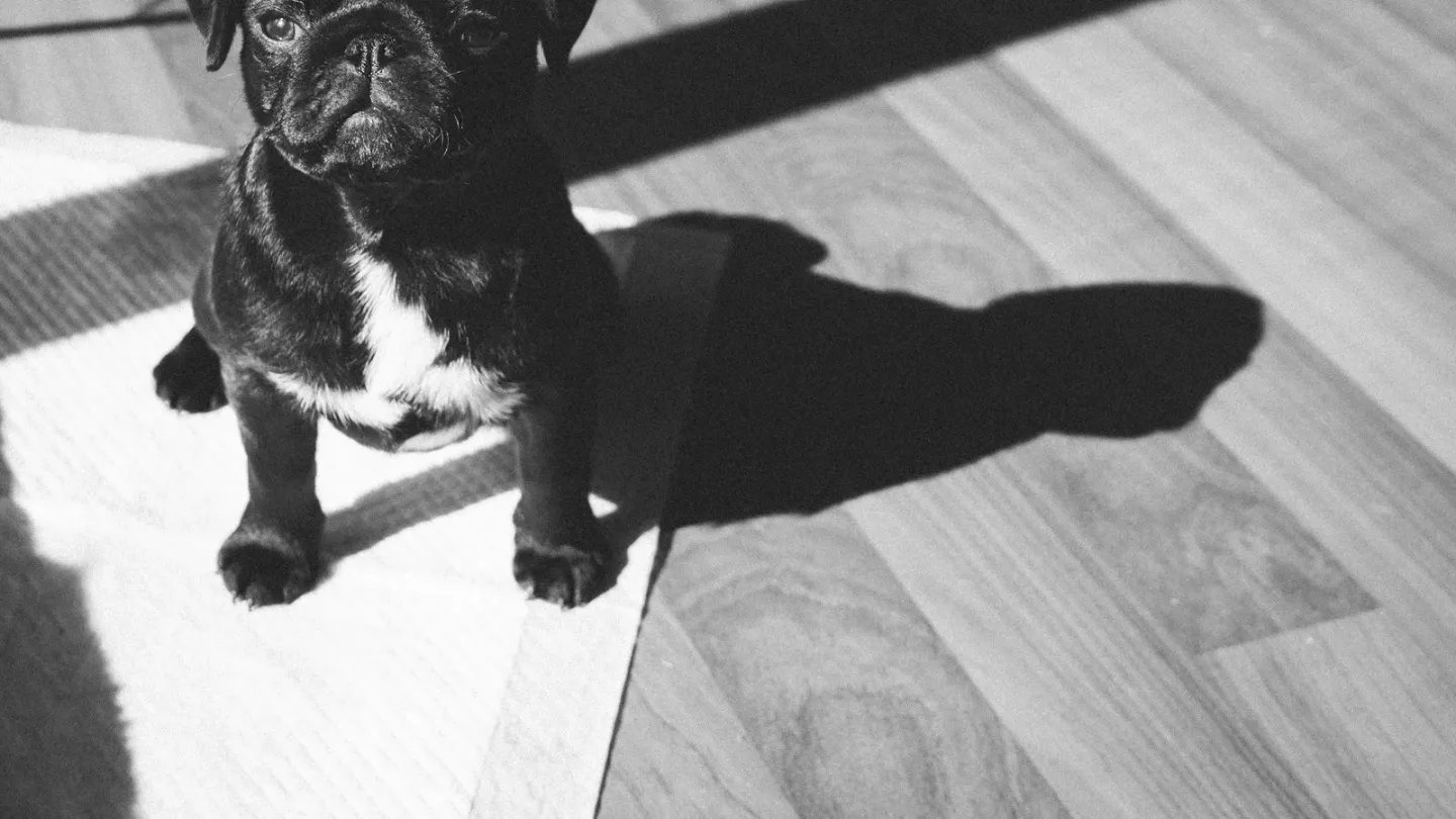 犬のトイレシートの選び方。レギュラー・ワイド・超薄型など違いを比較
