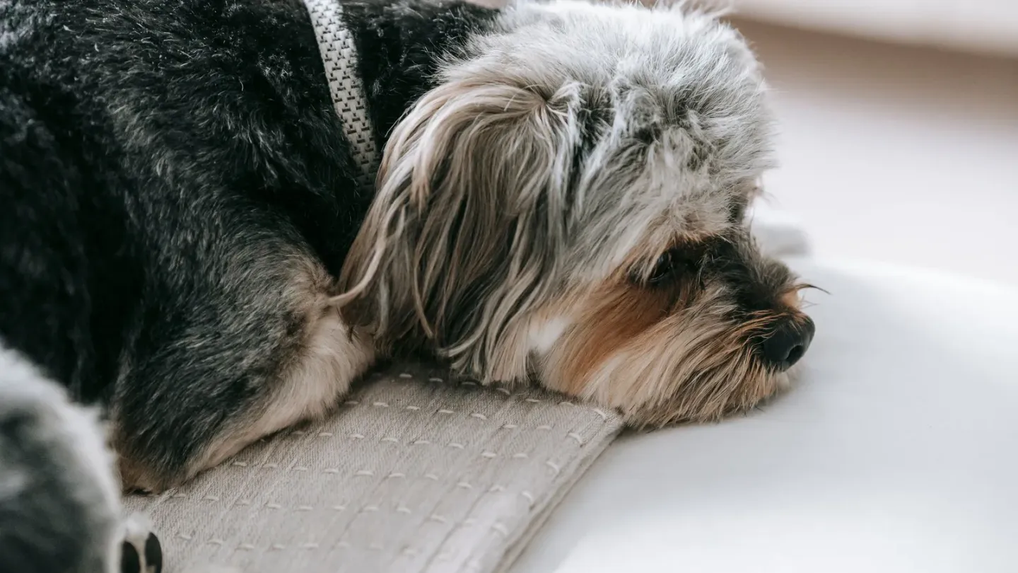 共働きでも犬は飼える?留守番の工夫と見守り対策
