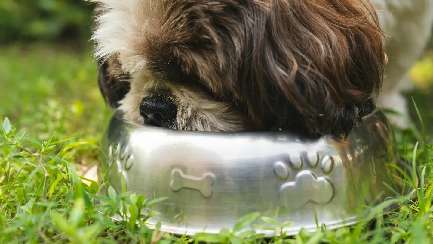 子犬の餌の量・回数の目安|月齢別の早見表つき