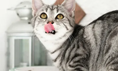 失敗しないキャットフードの選び方|初心者向けの基準