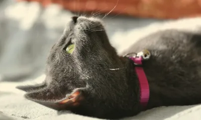 猫を初めて迎えるときに揃えるもの。本当に必要なグッズだけを紹介