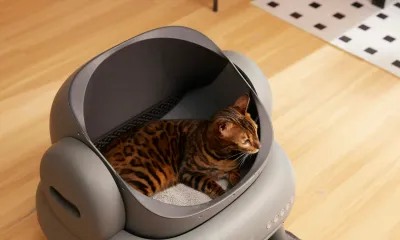 猫砂の種類と選び方。鉱物・木・紙・おから系4タイプを比較します