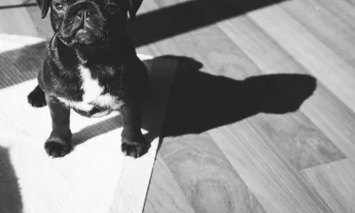 犬のトイレシートの選び方。レギュラー・ワイド・超薄型など違いを比較