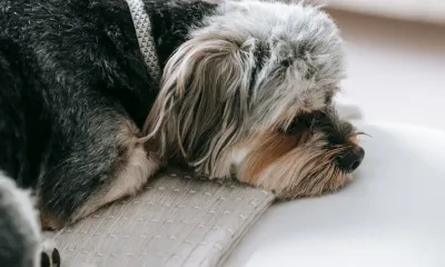 共働きでも犬は飼える?留守番の工夫と見守り対策