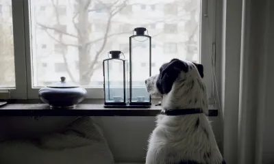 犬の留守番は何時間まで?年齢別の目安と注意点