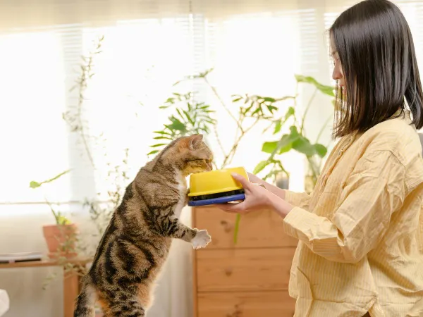 カナガンとアランズを比較|無添加キャットフード