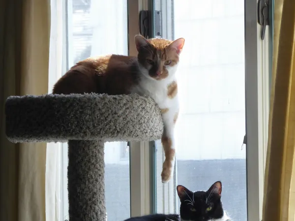 猫が本当に使うキャットタワーの選び方。高さと素材のポイント