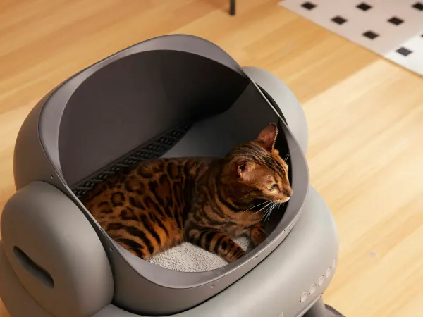 猫砂の種類と選び方。鉱物・木・紙・おから系4タイプを比較します