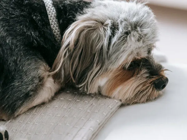 共働きでも犬は飼える?留守番の工夫と見守り対策