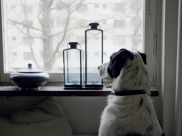 犬の留守番は何時間まで?年齢別の目安と注意点