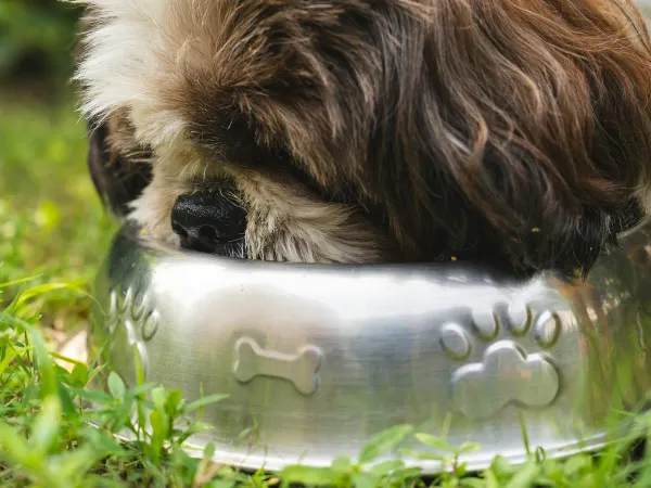 子犬の餌の量・回数の目安|月齢別の早見表つき