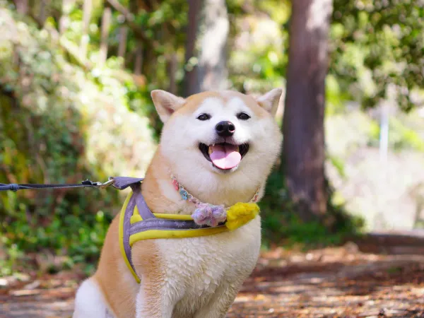 愛犬との日常がもっと楽しくなる。実際に使ってみて良かったグッズ4選
