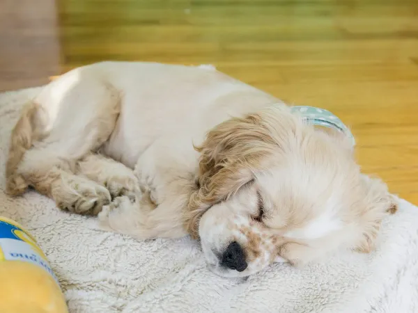 犬を初めて飼うときに必要なグッズ一覧【2026年版】