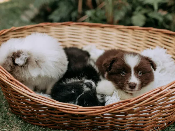 子犬を迎える前に揃えたいもの。最初の1週間に本当に必要なグッズ